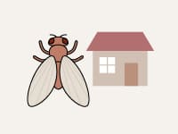 コバエ（チョウバエなど）駆除 / 居住住宅用